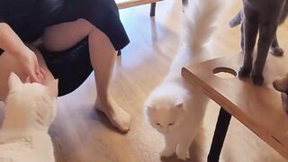 고양이카페에서 노팬티 스타킹으로 다니는 년 korean bj