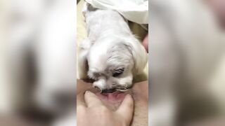 강아지와 오랄섹스하는년 korean bj (8)
