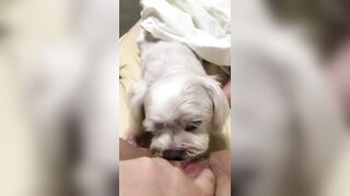 [개는 훌륭하다] 인스타BJ라방밴드 개보빨녀들 모음 korean bj (8)