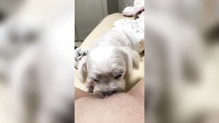 강아지보빨녀 (6)